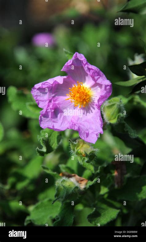 rock rose bbw|About Rock Rose .